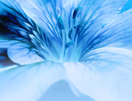  Blue floral beautyの写真素材