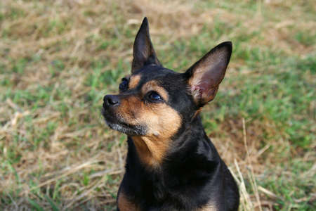 Small dog on natureの写真素材