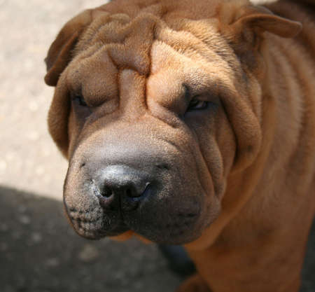 Exhibition of thoroughbred dogs in June, 2008, Russia. Sharpeiの写真素材