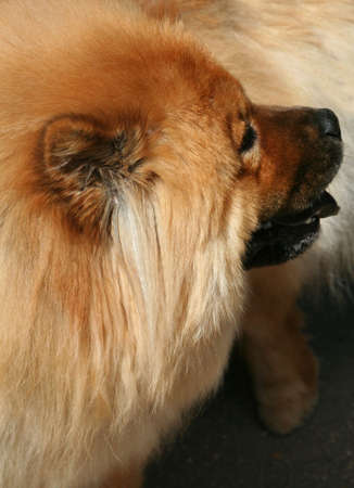 chow-chow. Exhibition of thoroughbred dogs in June, 2008, Russia.の写真素材