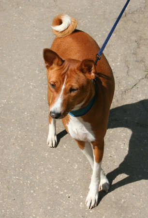 Exhibition of thoroughbred dogs in June, 2008, Russia. Bassengiの写真素材