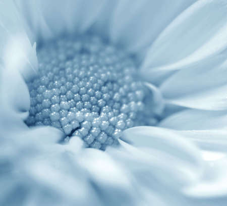 Flower close-upの写真素材