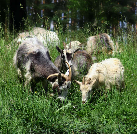 Summer country nature. Domestic goatsの写真素材
