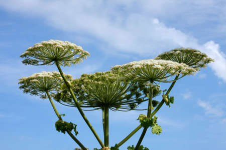 Summer nature. wildflowersの写真素材