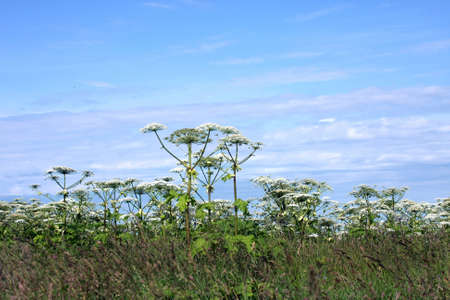 Summer nature. wildflowersの写真素材