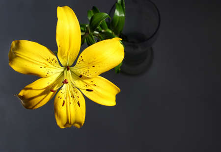 Flowers lily close-up
