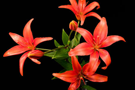 Flowers red lily close upの写真素材