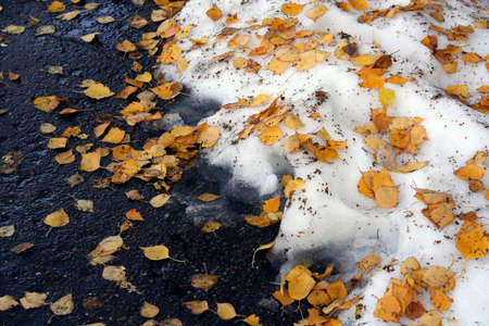 Autumn season. Snow and fall leavesの写真素材