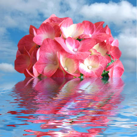 Blossoming flower Hydrangea in waterの写真素材