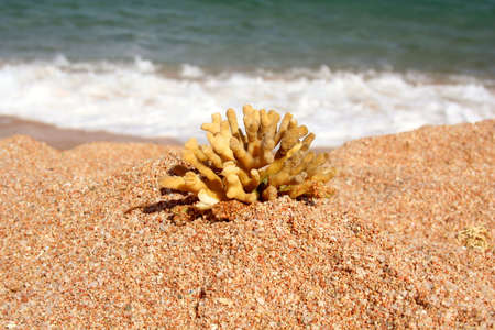   Egypt . Beach in Charm an ale the Sheikh. coralの写真素材
