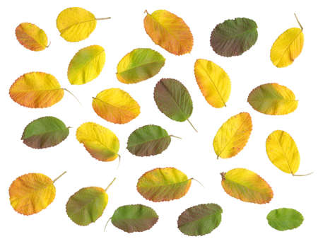 Autumn leaves isolated on white backgroundの写真素材