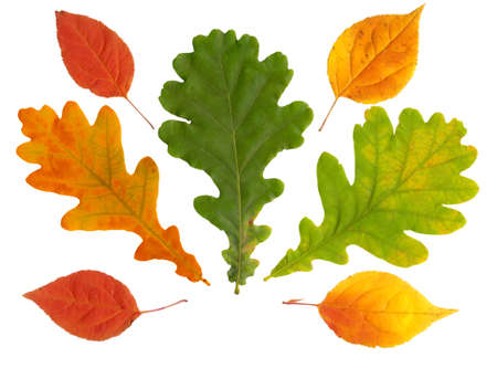 Autumn leaves isolated on white backgroundの写真素材