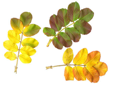 Autumn leaves isolated on white backgroundの写真素材