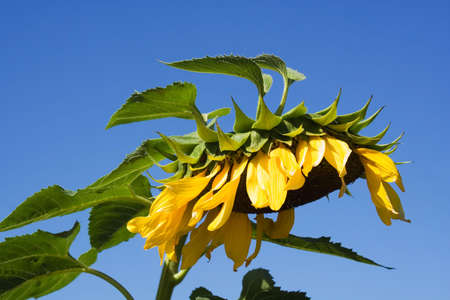 Sunflower and skyの写真素材