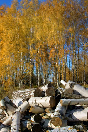 Autumnal scene. Firewood for winterの写真素材