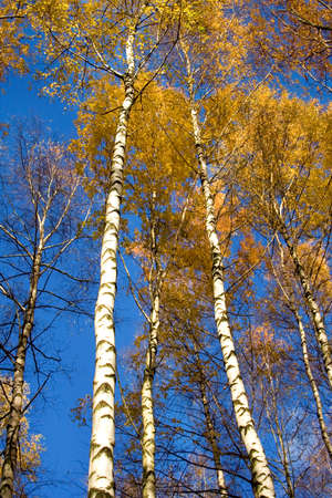 Autumnal scene. Forestの写真素材