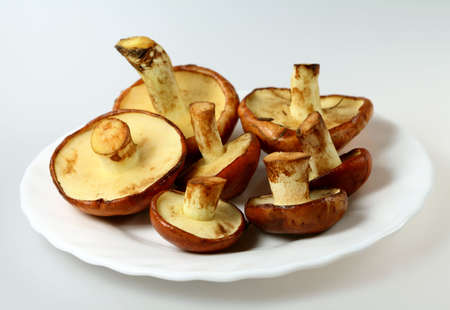 Variety of edible mushroom Slippery Jack on white background  ( Suillus luteus )