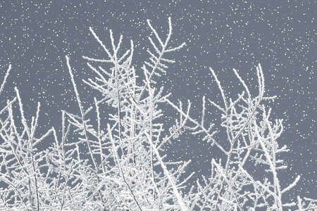 Frosty tree 