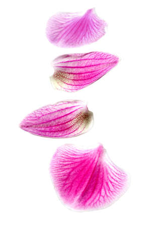 Pink  Petals of flower orchid isolated on white backgroundの写真素材