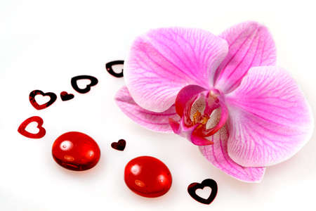 Flower pink orchidの写真素材