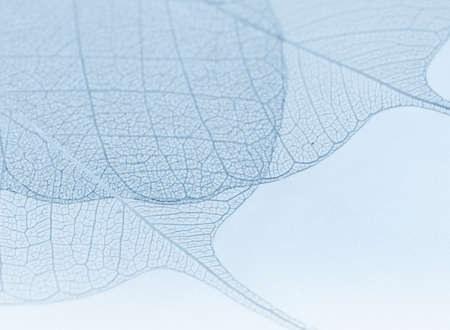 Blue decorative leavesの写真素材