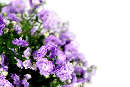 Flower campanulaの写真素材