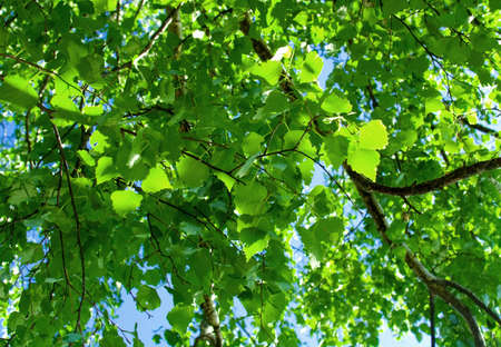 Spring . Green leaves of tree and sky