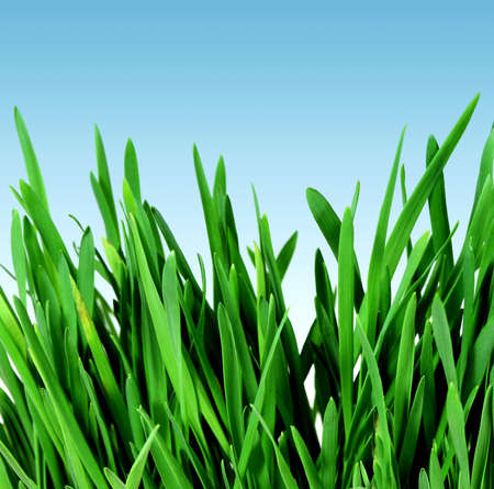 Spring green grass and sky