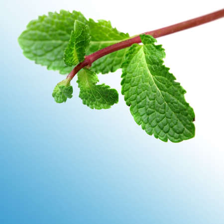 Green mint on blue background