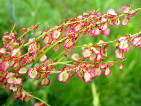 Wild flowers close upの写真素材