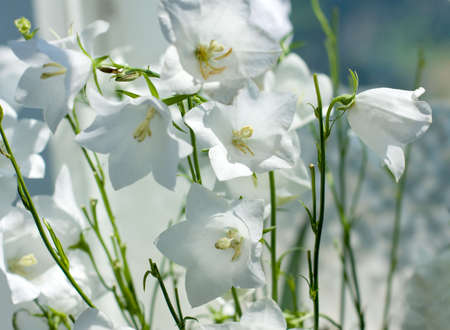 Flowers Campanula in sunny lightの写真素材