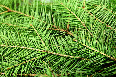 Fir tree background for design artworks
