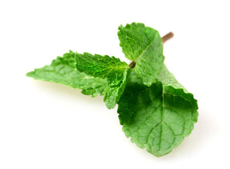 Leaf of fresh mint isolated over white background