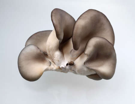 Vegetable mushroom  oyster mushroomの写真素材