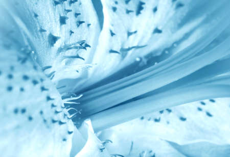 Blue floral background for celebratory card and designの写真素材