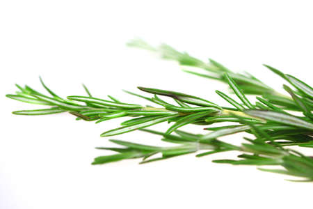 Branch of spice rosemary isolated over whiteの写真素材