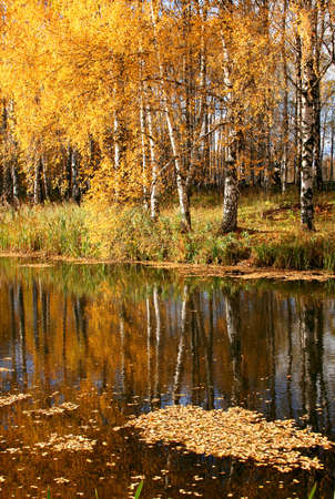 Beautiful landscape in park during the autumn periodの写真素材