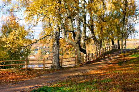 Autumn beautiful scenery - yellow treesの写真素材