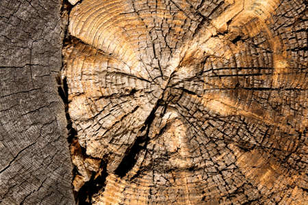 Old wooden cracked texture, natural background
