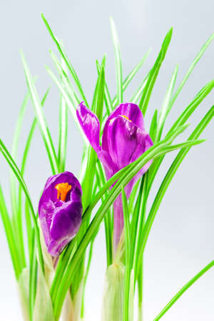 Flowers spring crocus on grey backgroundの写真素材