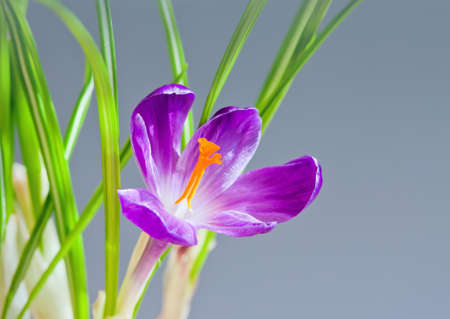 Flowers spring crocus on grey backgroundの写真素材