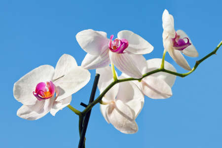 Flower beautiful white orchid -  phalaenopsis on background of sky