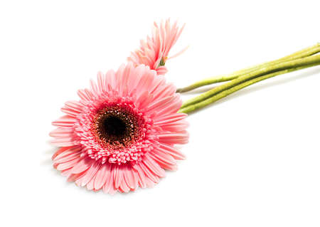 Beautiful pink flowers gerbera isolated over whiteの写真素材