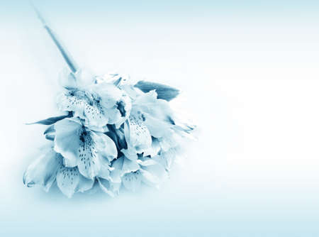 Flower beautiful  flowers lily  on blue background for cardの写真素材