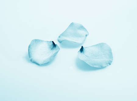 Petals of rose on backround close- up in blue colorの写真素材