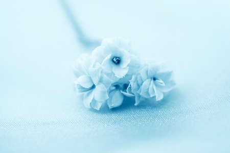 Fine flowers roses on soft blue silk background, soft focusの写真素材