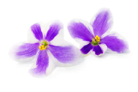 Flowers of violet on white backgroundの写真素材