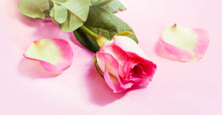 Pink rose on a pink background and petalsの写真素材