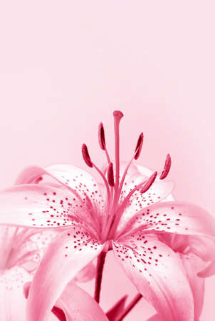Flower cultivated garden plant - Lily  for cardの写真素材