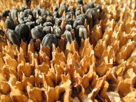 Ripe sunflower with seed, autumnal  harvestの写真素材